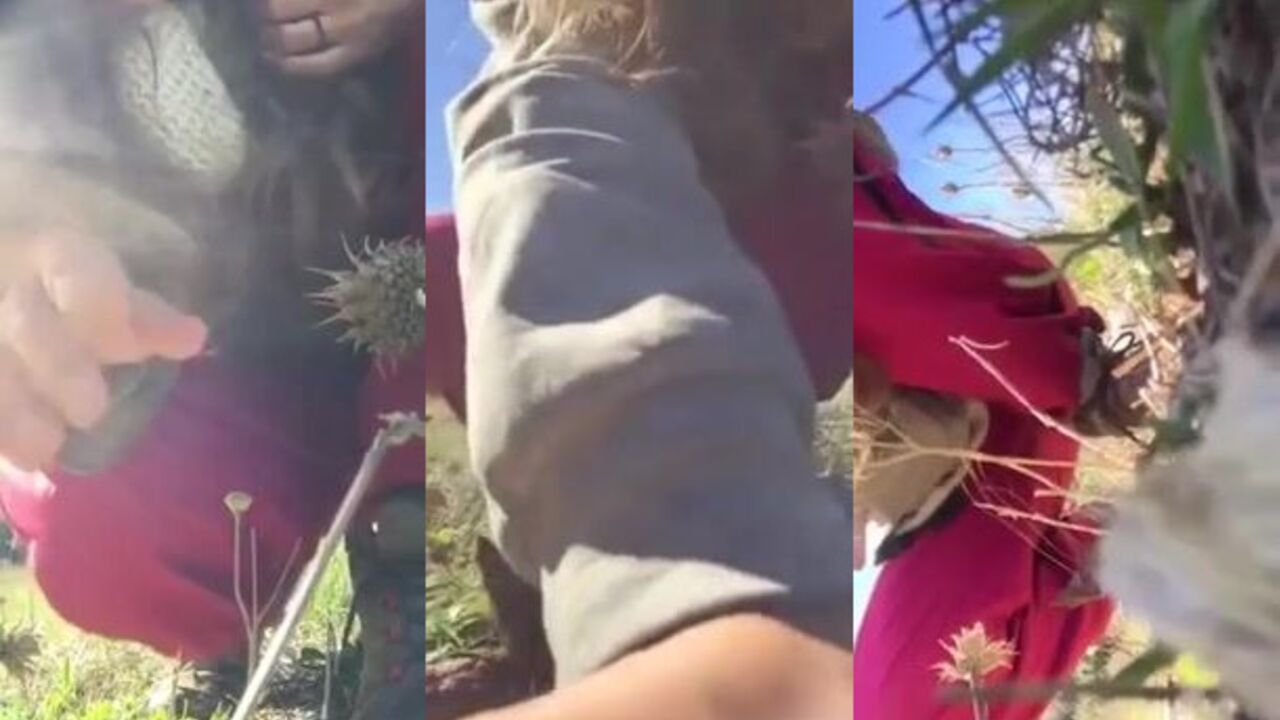 Get off to parmi les fleurs' scat porn videos with the help of her poop slave