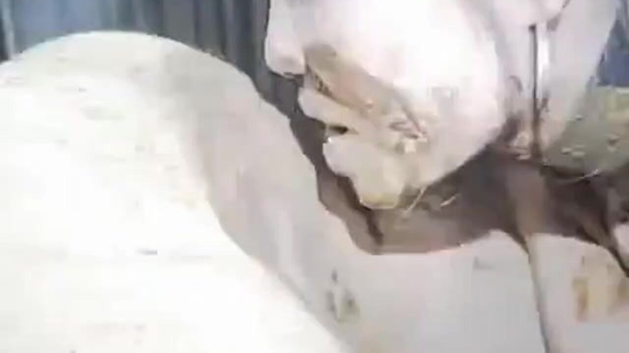 Honey Bee Eats Arse and Sucks Shitty Cock like a champ