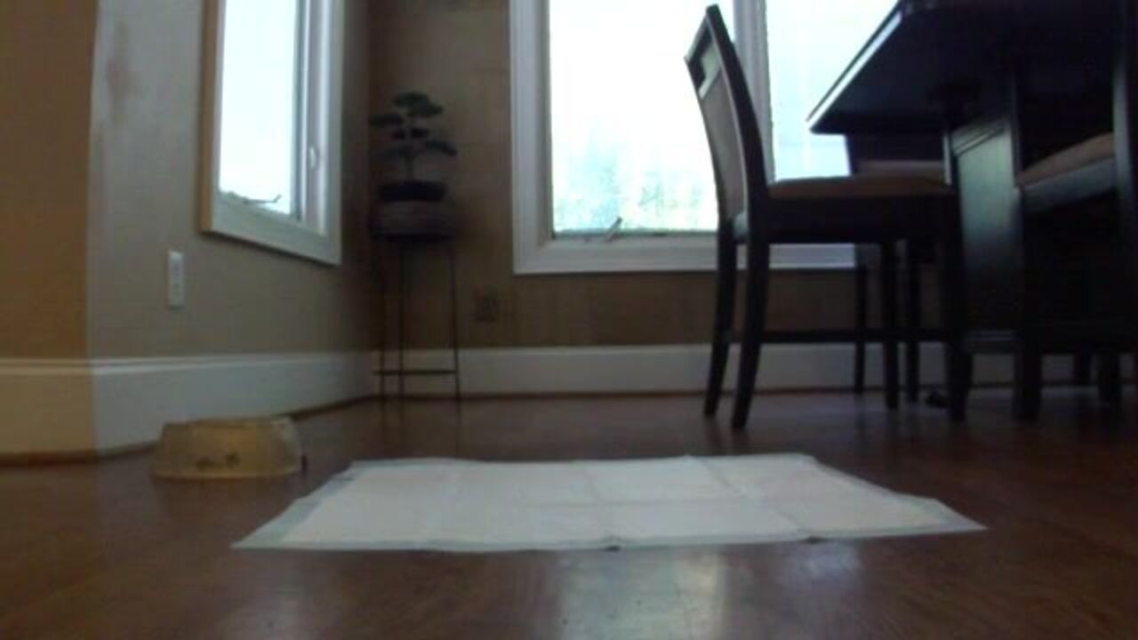 Alexa's First Time: A Scat Porn Video