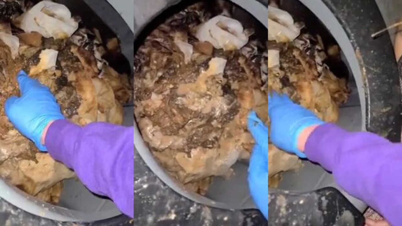 Watch this filthy slave get her cunt licked and spit out like a worthless human toilet