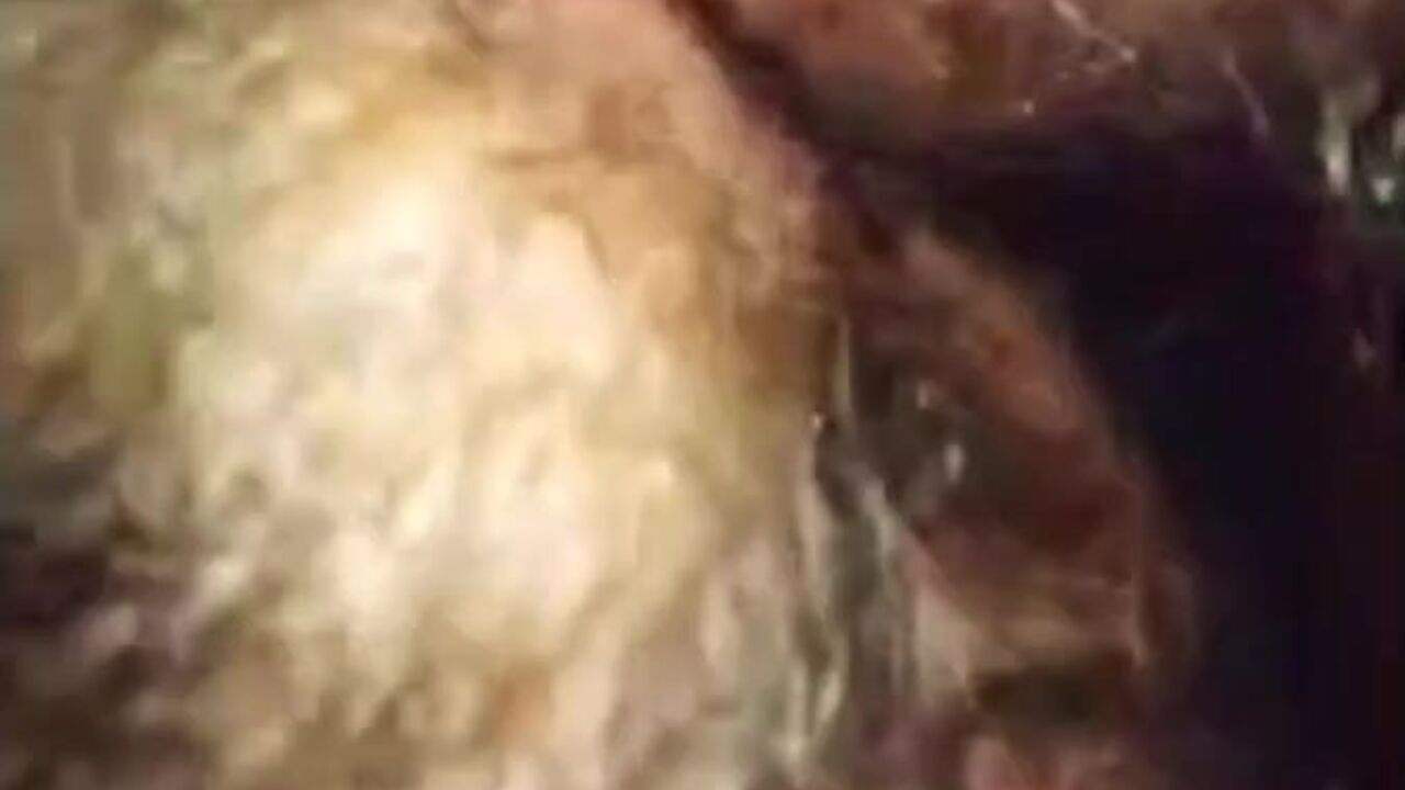 My scat and your shitting together in my belly - a hot and steamy mix