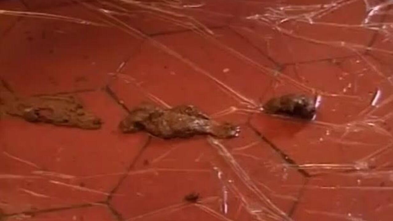 Watch this slutty whore scat and spread everywhere