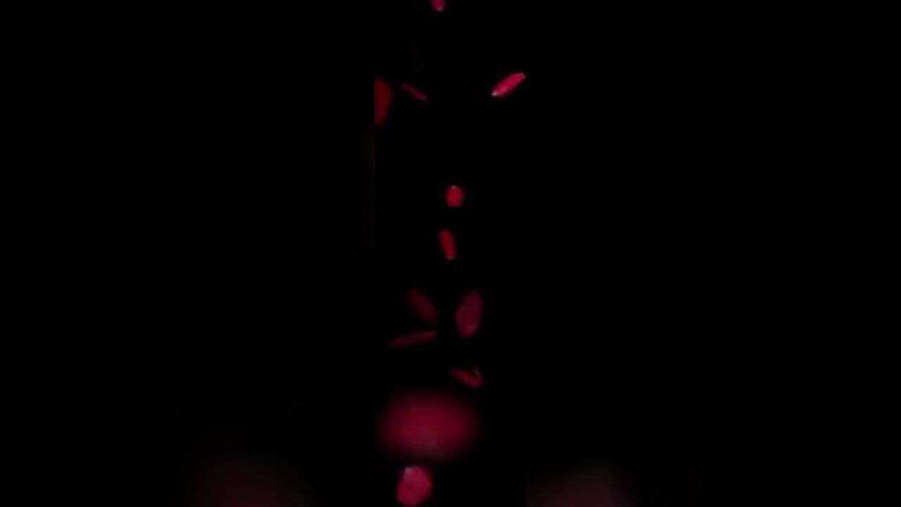 Crazy Scat freak goes wild and eats your semen like a pro