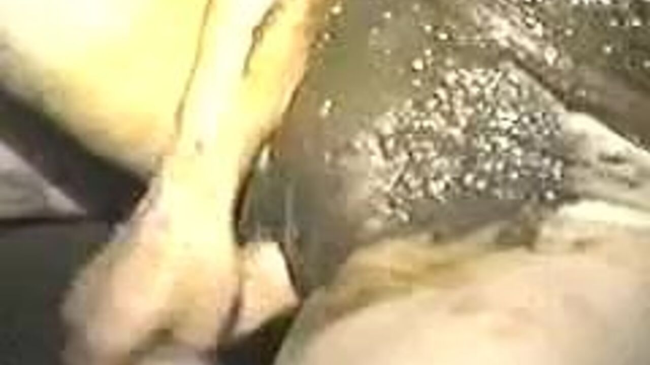 Get ready to watch this scat porn video of a poop girl getting her holes stuffed