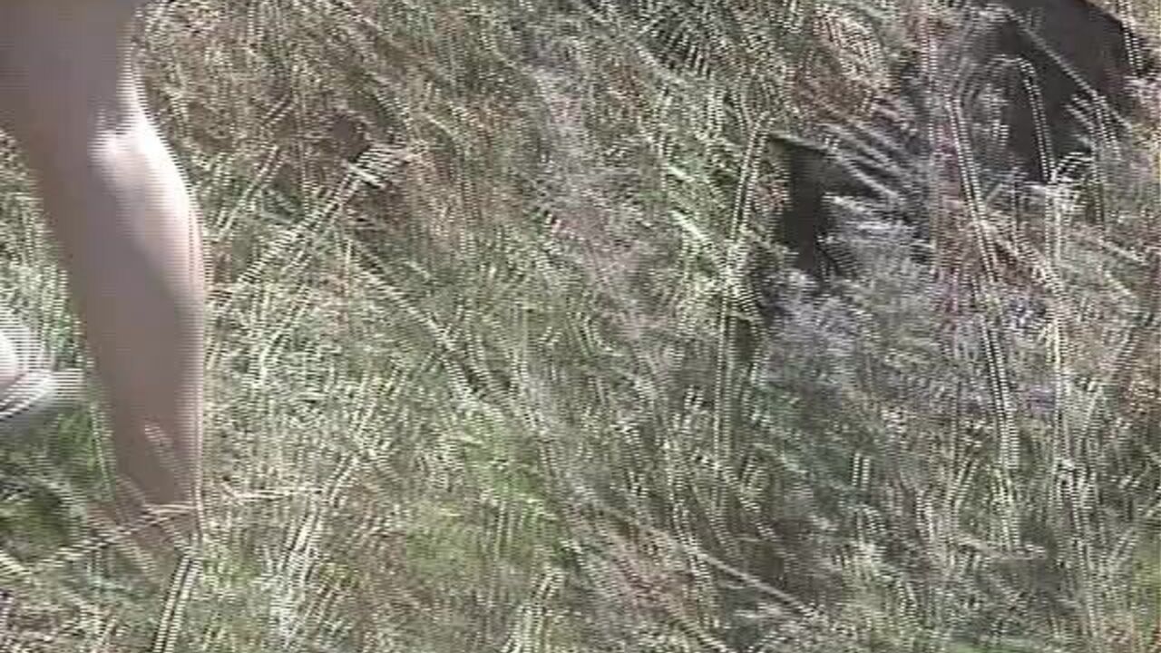 Watch this scat porn video of a kinky slut getting her natural pussy pounded