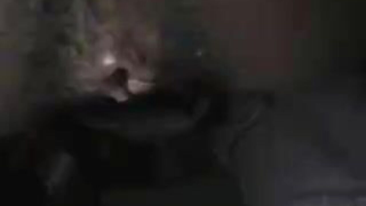 Watch this filthy slut get her scat stuffed and made to gush