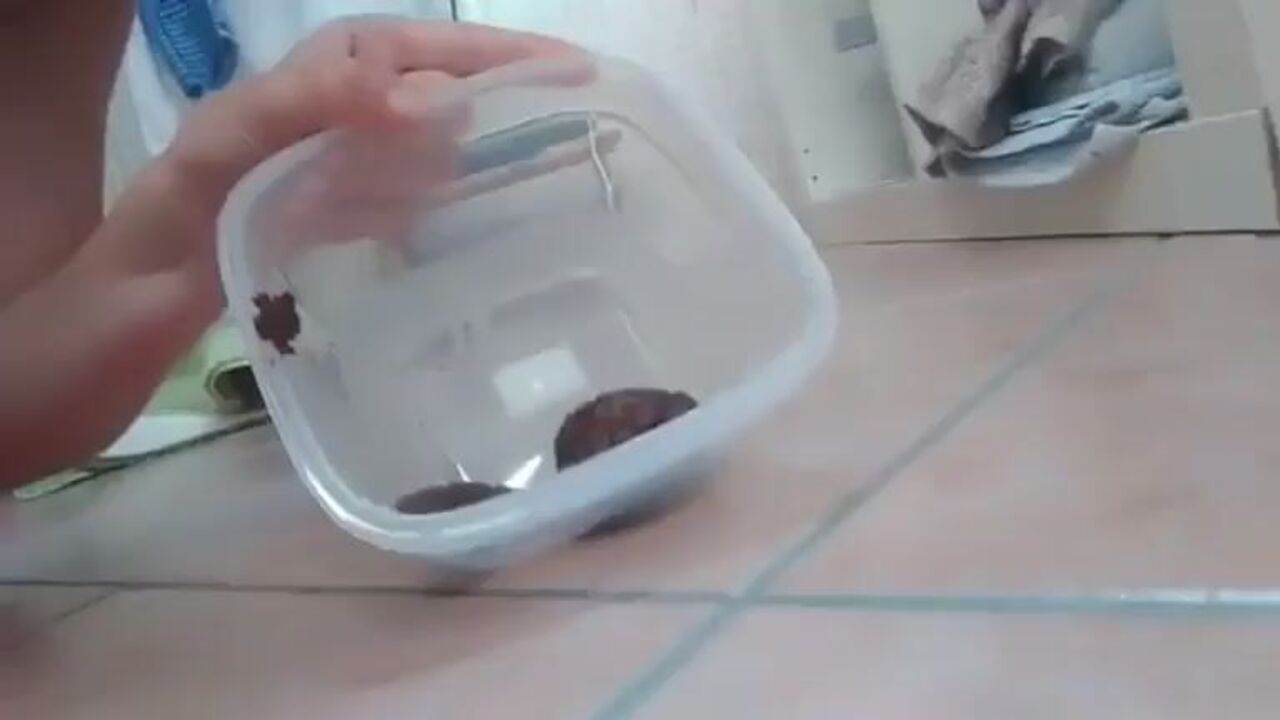 Watch these filthy scat girls get pounded in scat porn video