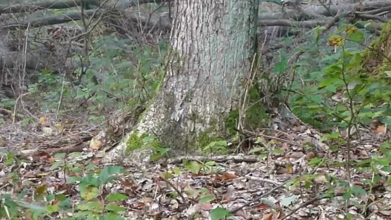 Deeper: Watch a kinky scat video of a hot slave getting fucked hard