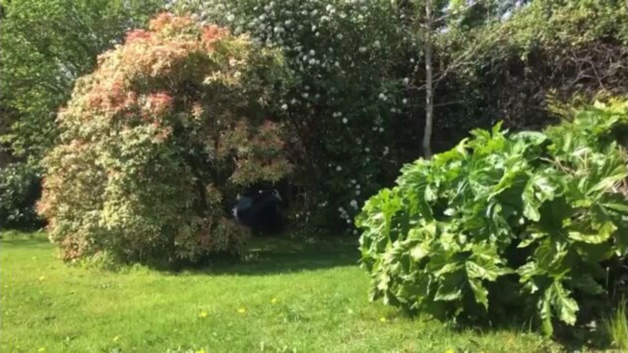 Explore the scat of a kinky caca