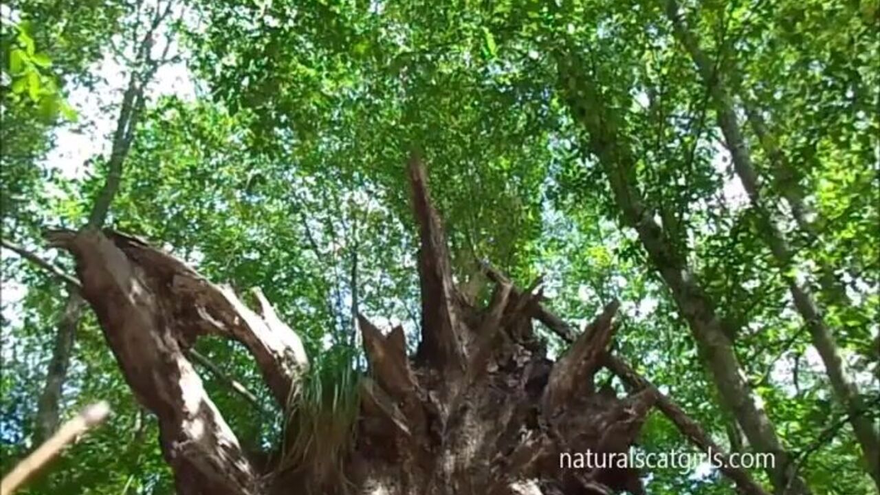 Watch this up and dirty scat porn video as a scat slave gets drilled in the wood