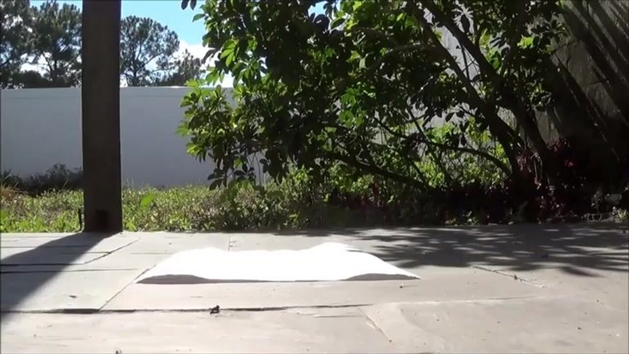 Watch as a wild scat session goes down inau jardin!