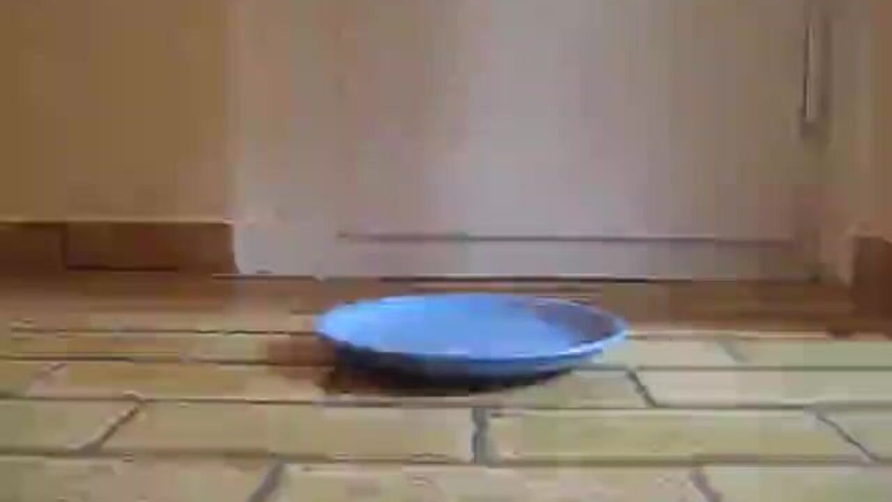 Watch these scat porn slaves get down and dirty in pooped-on-feet fun!