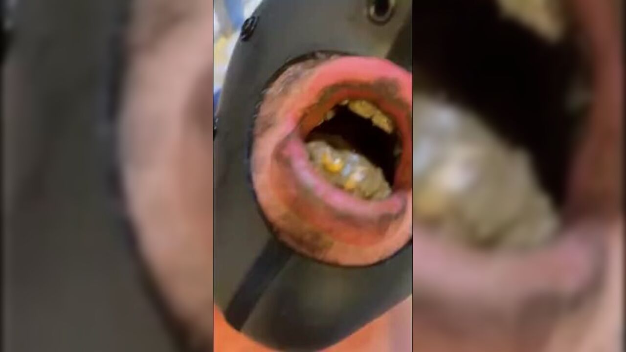 Watch as this dude chews on his own scat and devours it like a pro