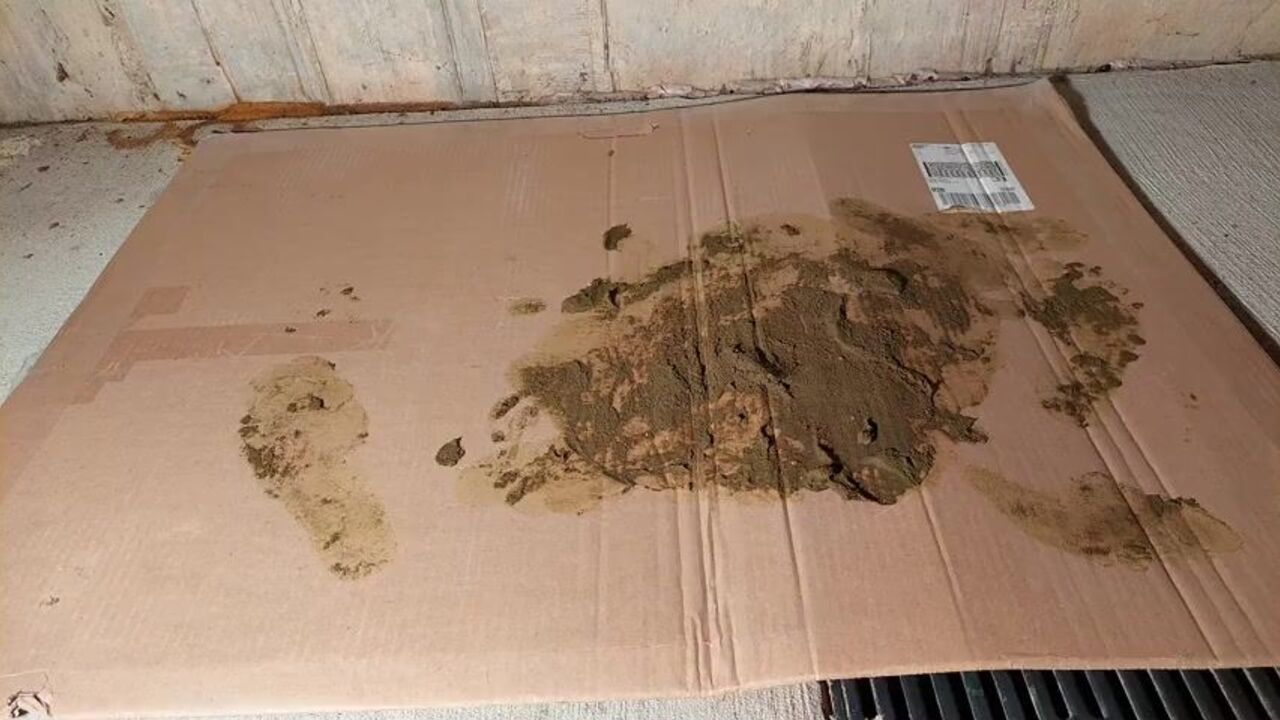 Hot teen gets a messy footjob and trampling from her dirty doggy-loving friend