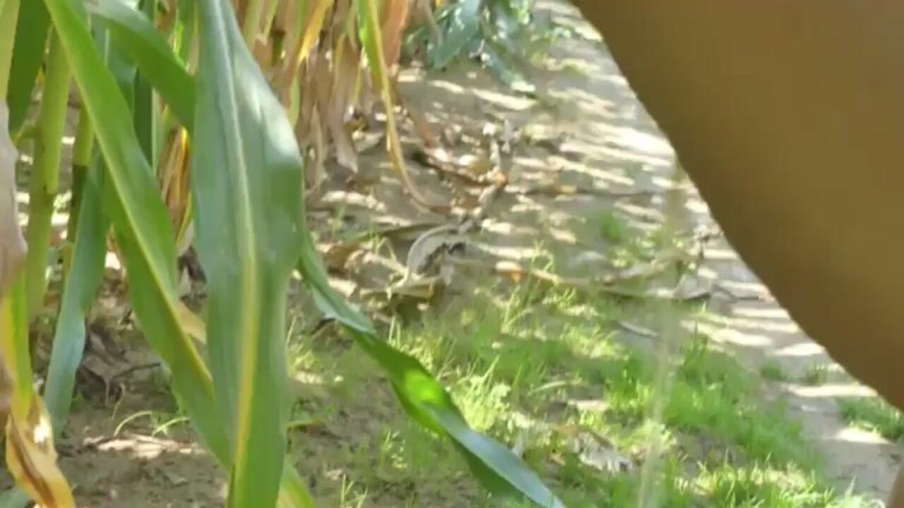 Watch this filthy wife scat while getting her pussy pounded and asshole filled with cum