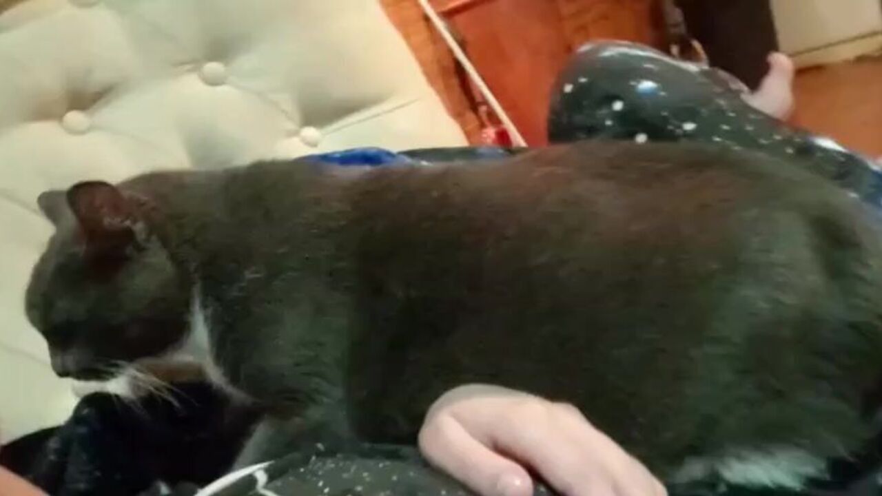 Candy and Poop get their assholes scat-fucked in MILAS Candy and Poop porn