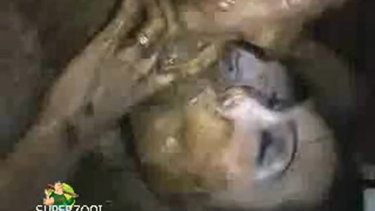 Pornstar gets scat & terrible with her slave