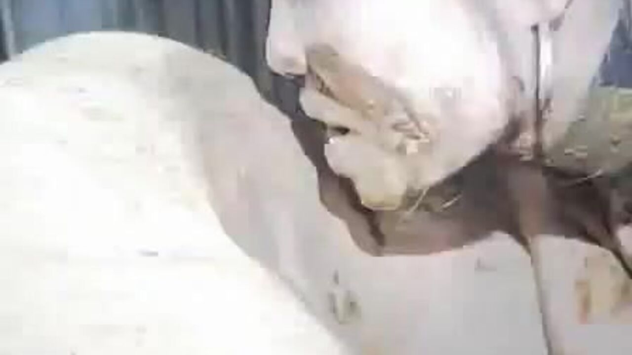 Kinky Asian Honey Bee craves dirty ass play & licks like a pro