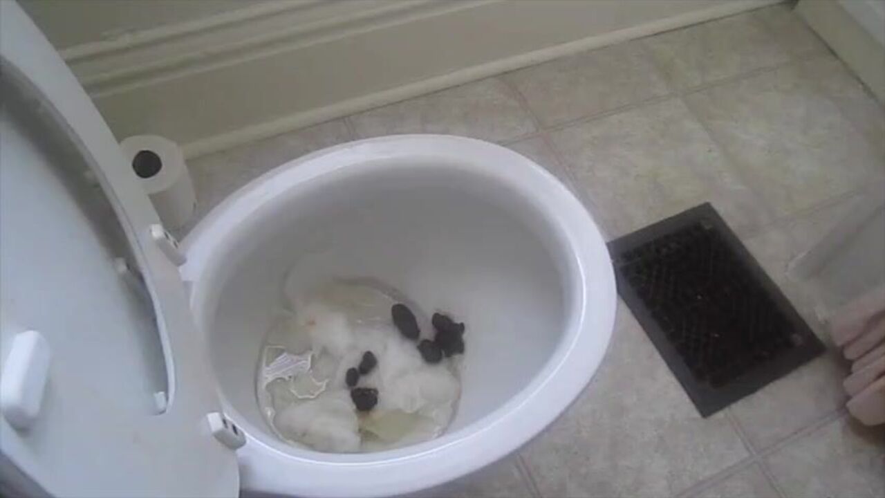 Twink Boy humiliates boy with Poop & Gags on his Grossness