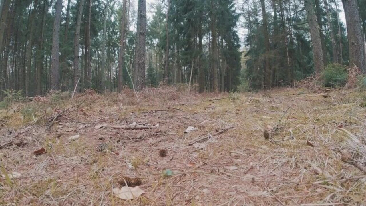 Mia's friend gets off in the woods with her juicy pussy