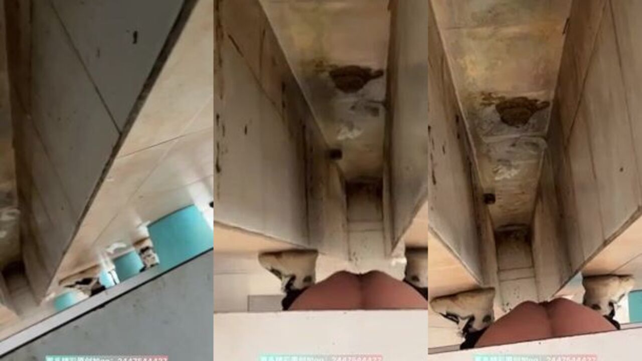 Watch a Chinese slut scat in the toilet and get her ass pooped on!