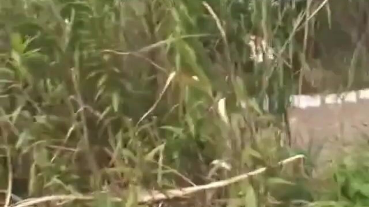 Watch this filthy girl get her scat wet & pooped on webcam