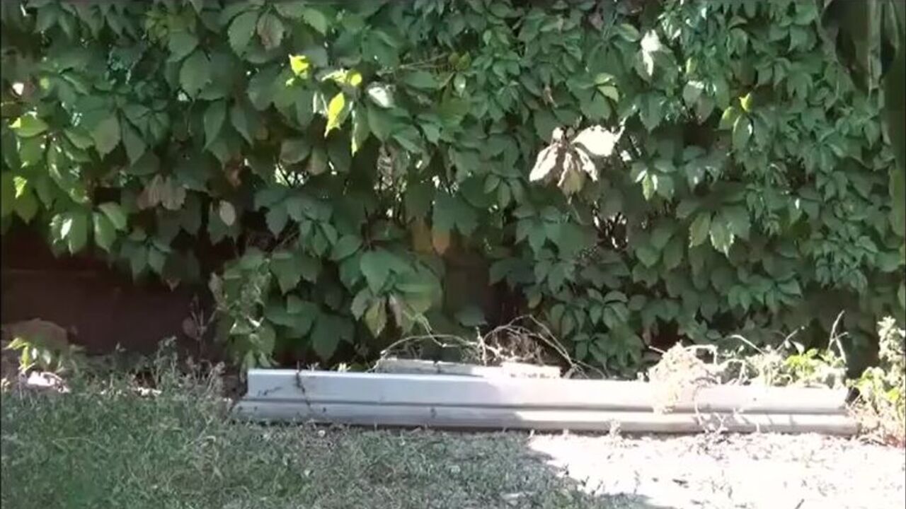 Nadia, the scat-loving slut, gets a filthy surprise in the garden