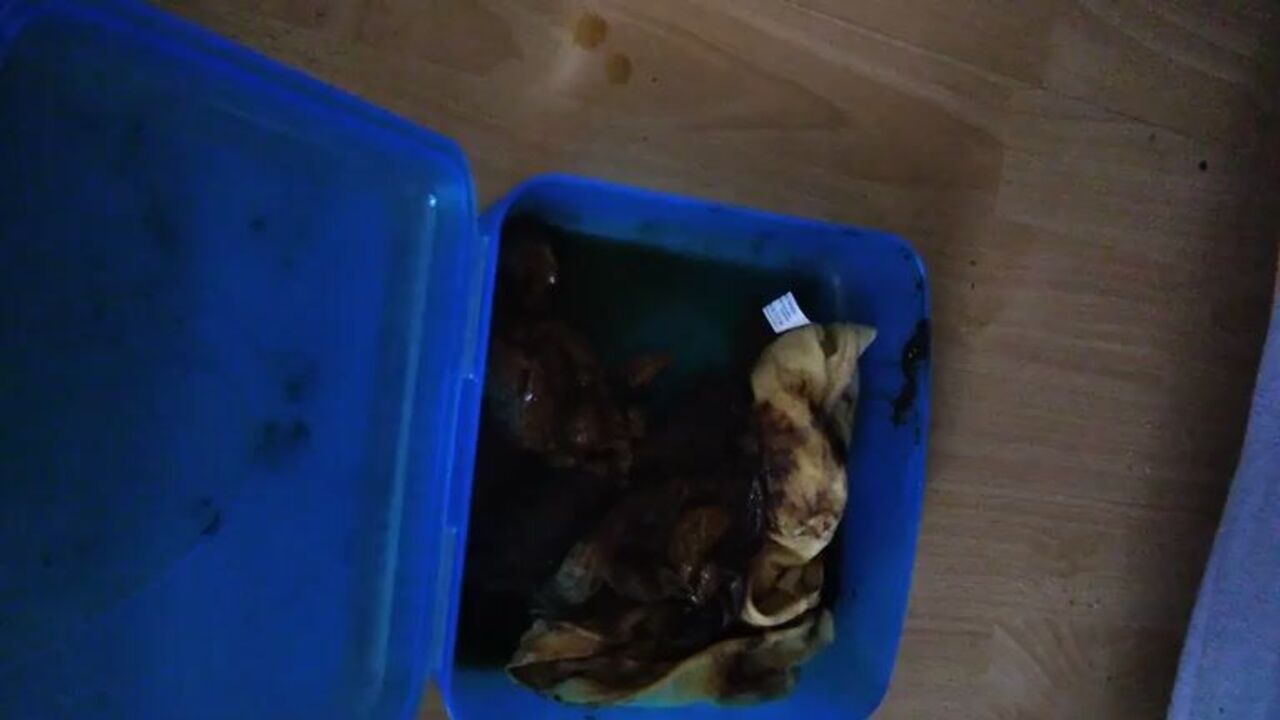 Hot scat porn with poop babes and kackslip girls