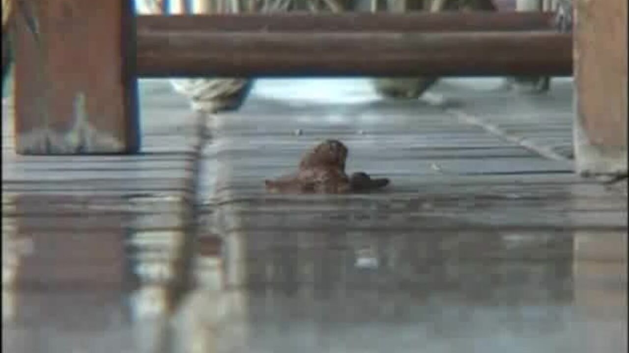 Watch these kinky scat videos of perfect women getting their pussies and butts drilled in wild ways