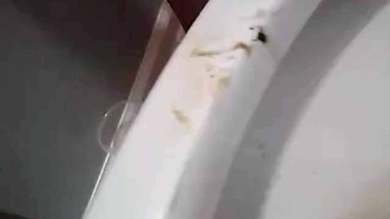 Leigh Morris gets humiliated and pisses in the toilet like a pig