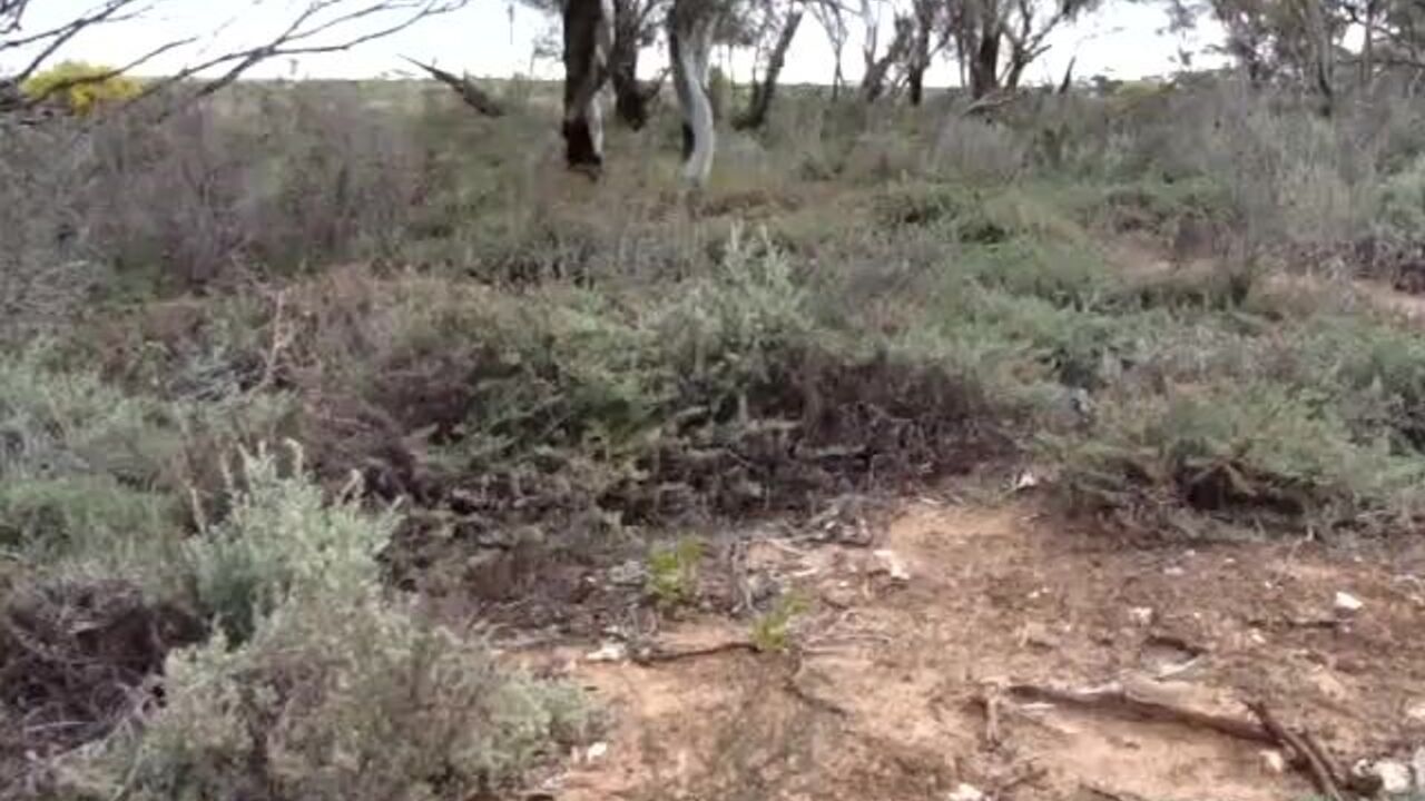 Watch this kinky slut scat and get humiliated in this poop porn video