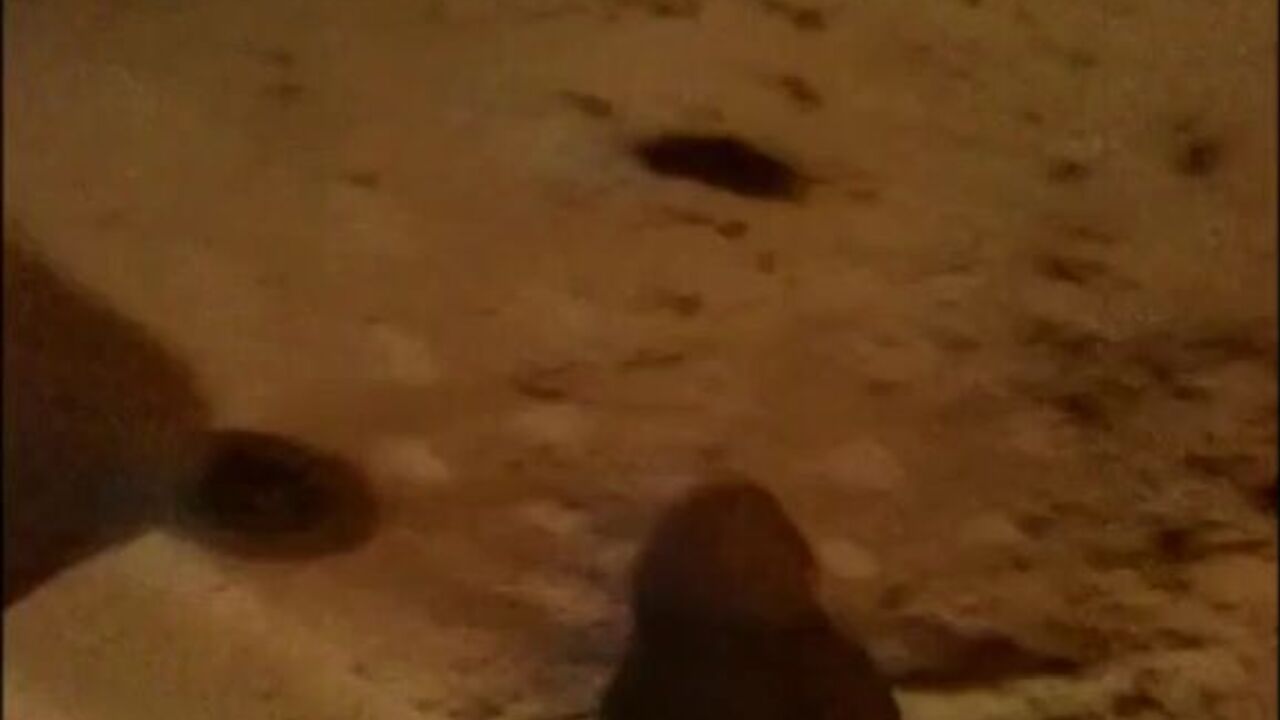 Watch this filthy woman gush a golden shower of golden poo