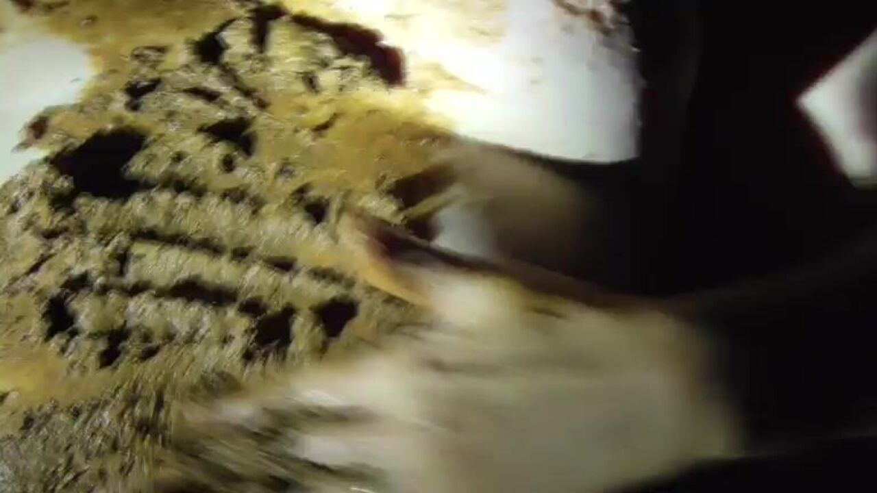 Watch these filthy sluts get their butts filled with scat and scat porn