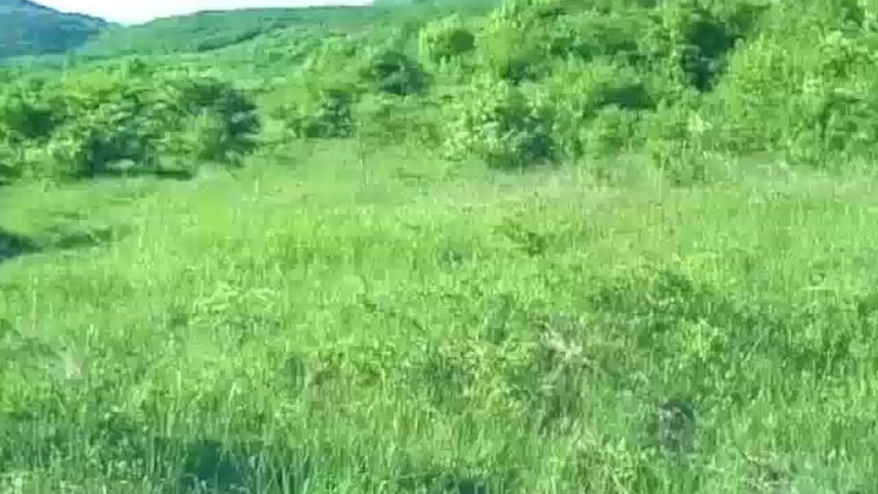 Dirty scat porn video featuring a scatty babe getting her pussy and ass drilled hard