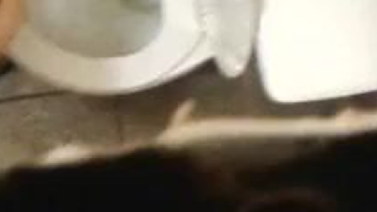 Watch as scat porn gets the sky treatment in Eye in the Sky 2!