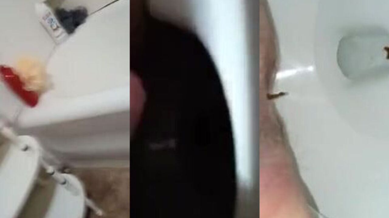A toilet surprise for a dirty pooped-out playmate